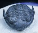 Outstanding Hollardops Trilobite - / Inches #2354-5